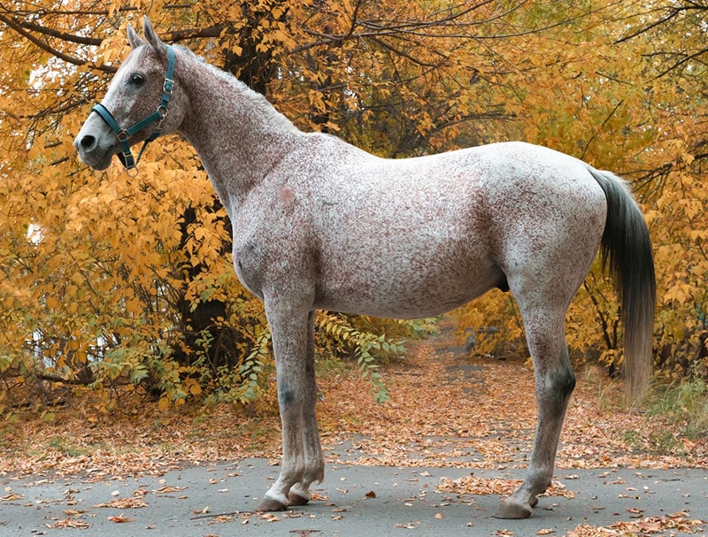 fleabitten gray arabian horse standing on a pathway