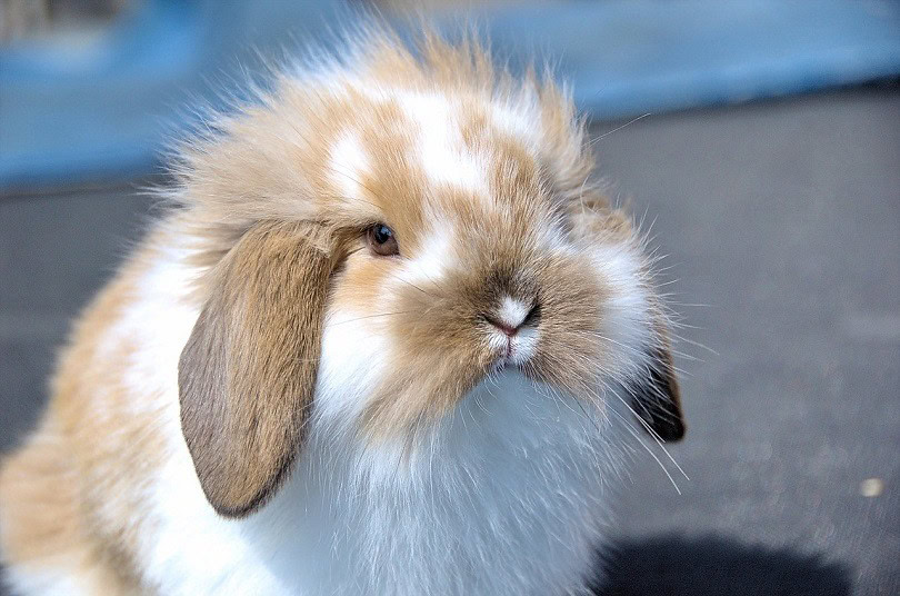 flemish-lop-rabbit-brown-pixabay