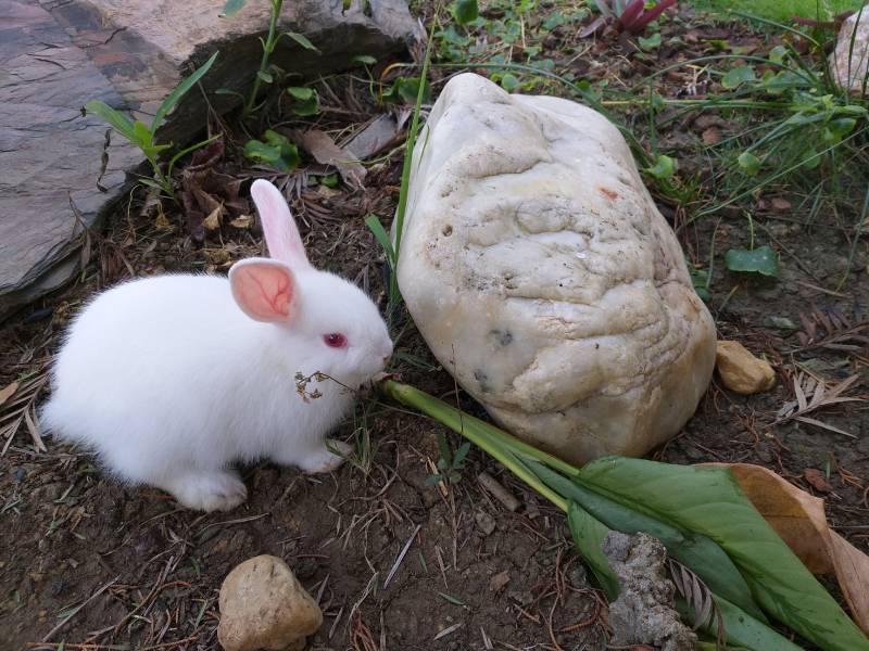 florida white rabbit