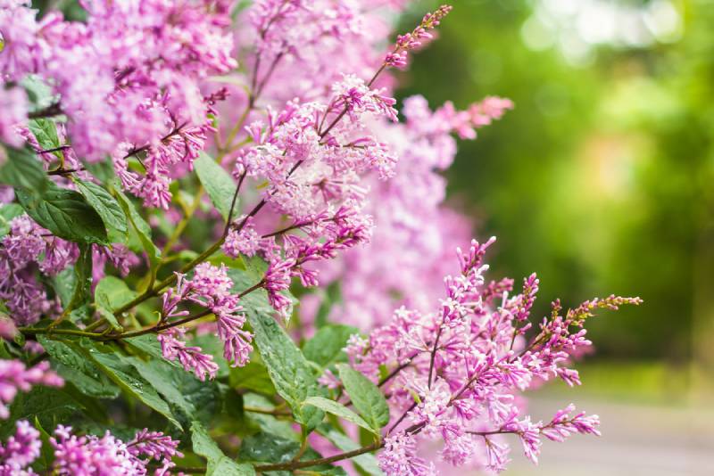 flowering Persian lilac branch in spring