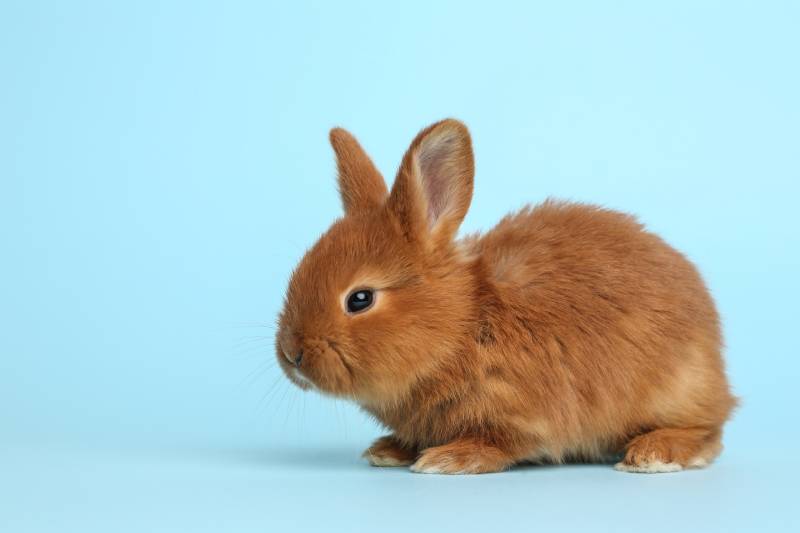 fluffy bunny on light blue background