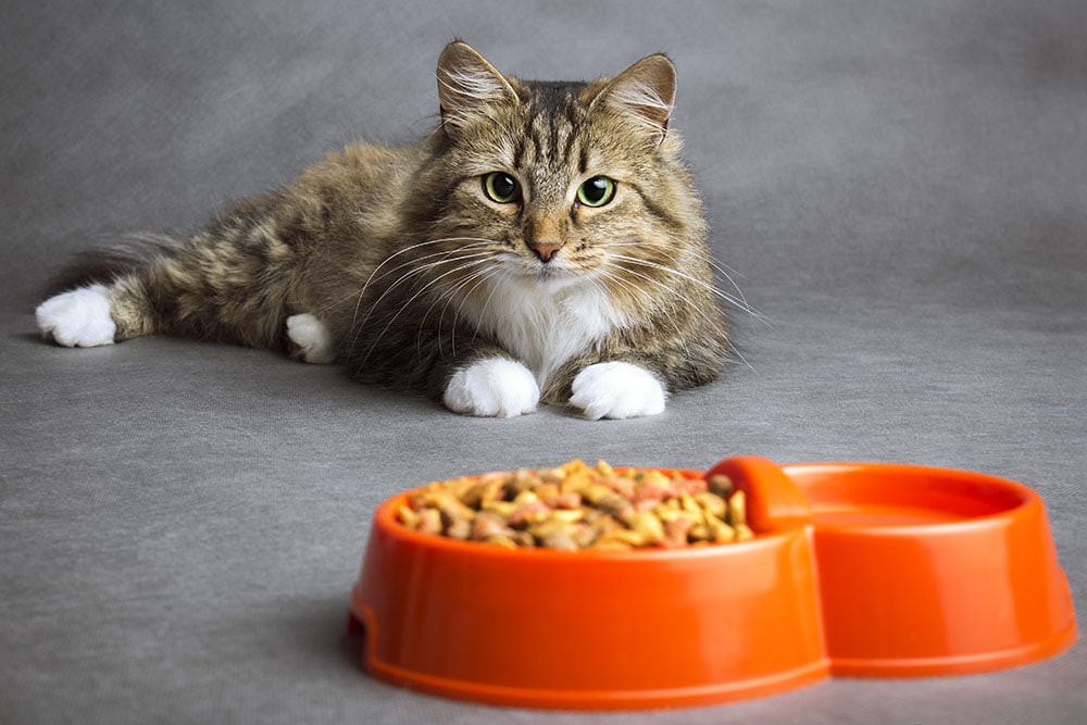 fluffy domestic cat that looks with interest at the bowl full of dry food