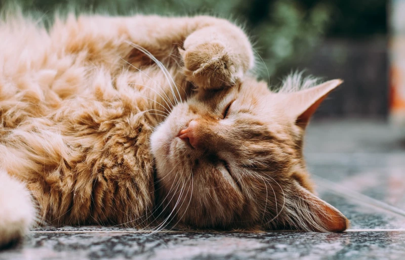 fluffy ginger cat lying on the ground