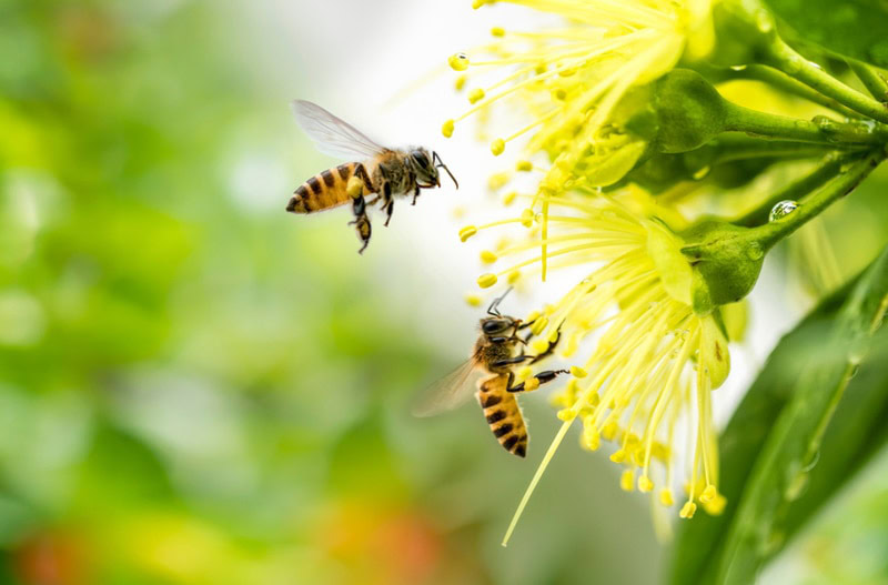 flying honey bees
