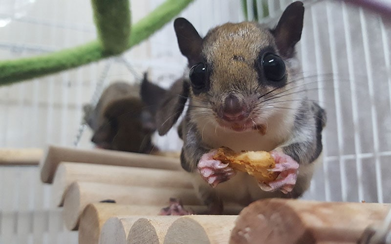 flying squirrel