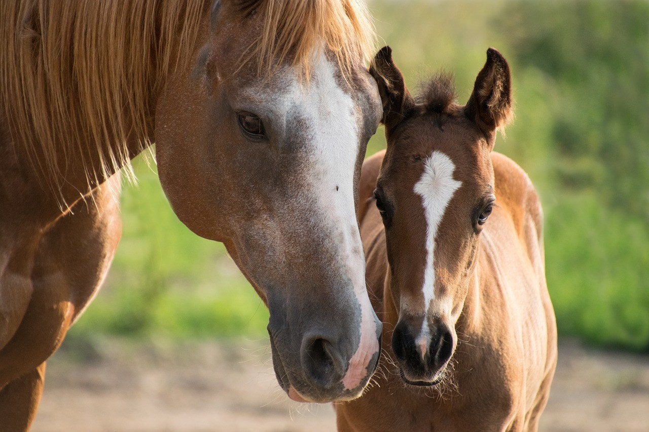 foal and mare