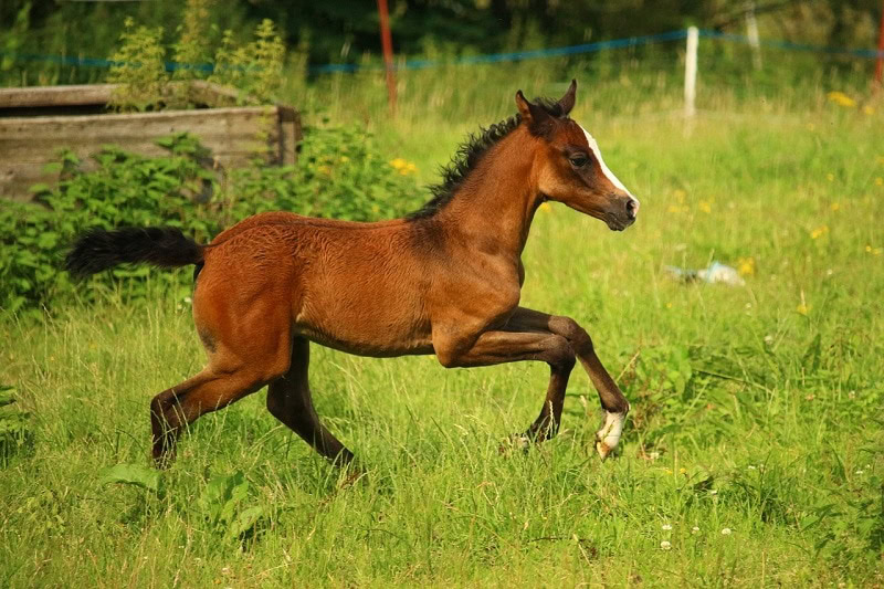 foal