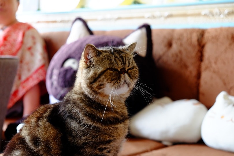 foldex cat in the couch
