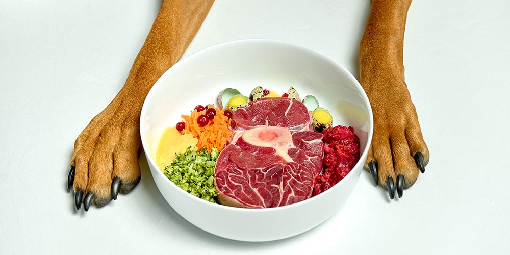 food in dog feeding bowl
