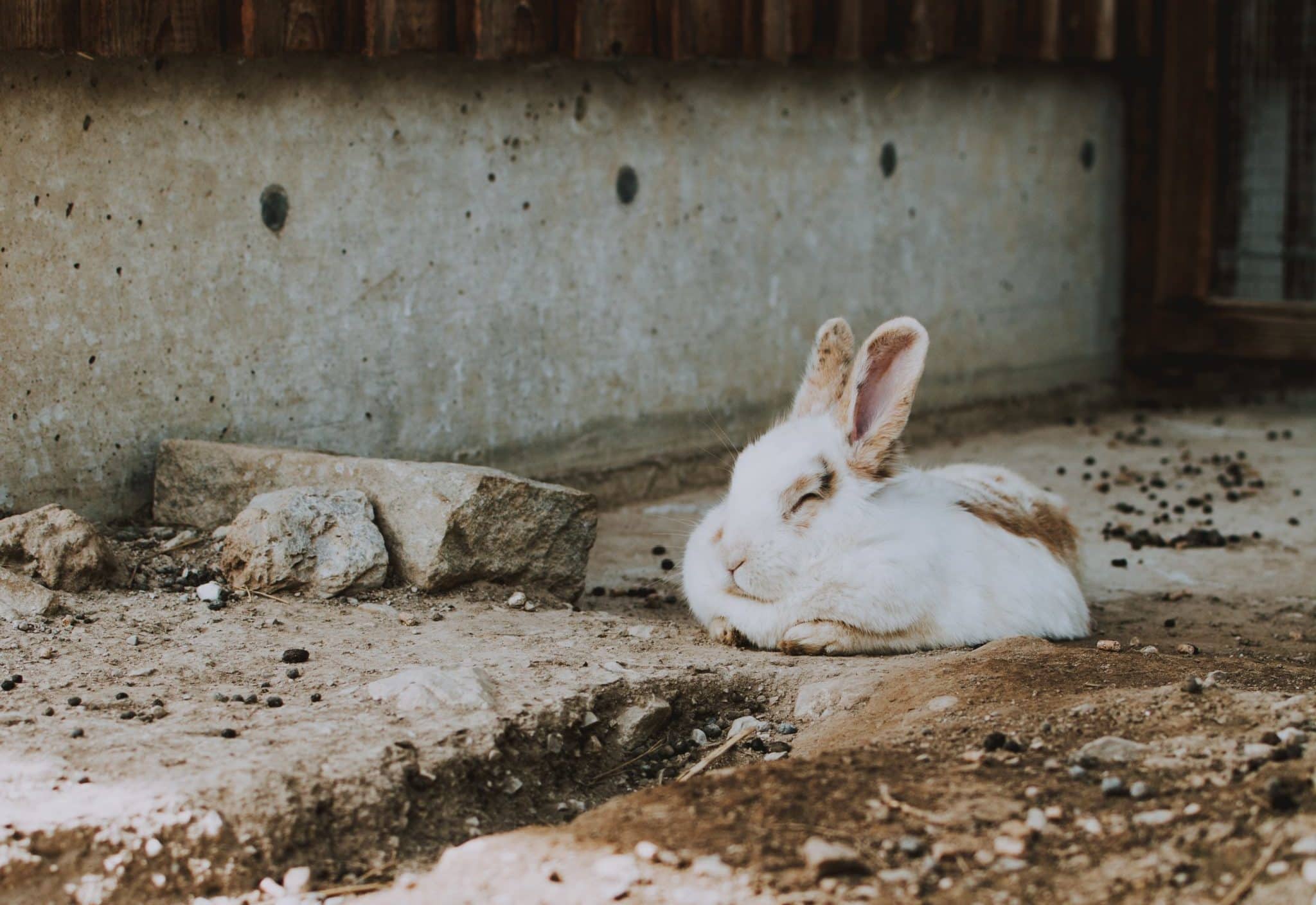sleeping rabbit