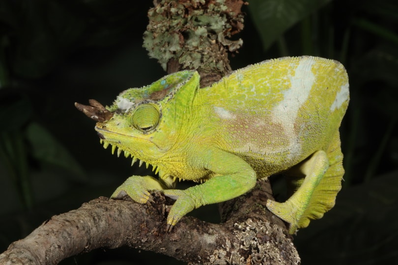 four horned cameleon on tree