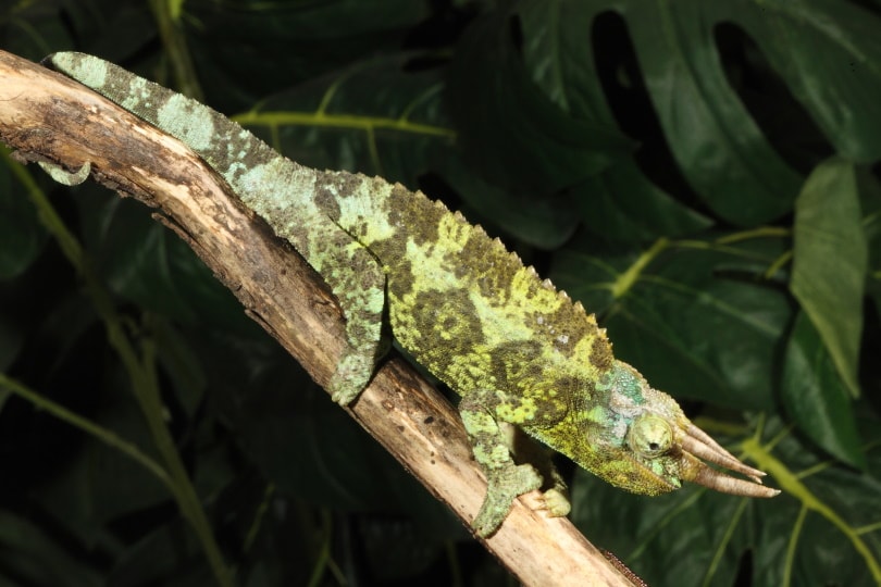 four horned cameleon