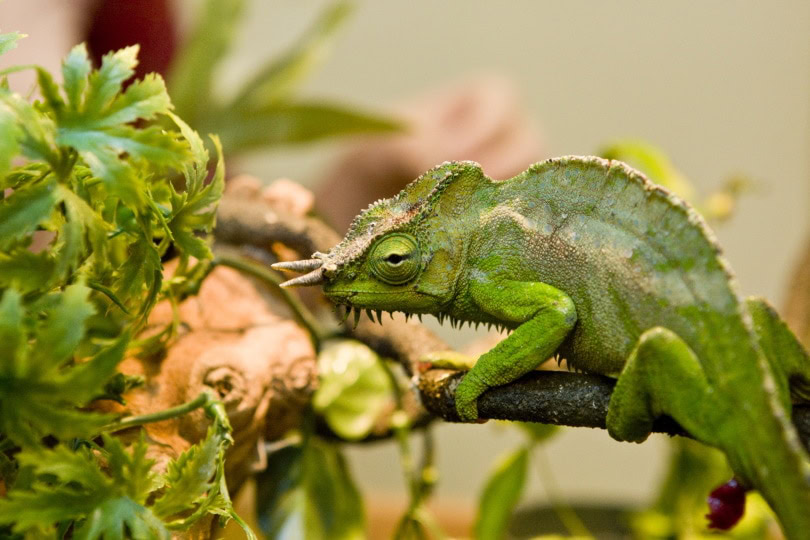 four horned cameleon