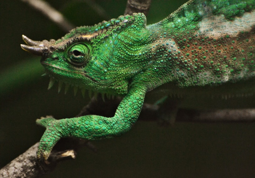 four horned cameleon