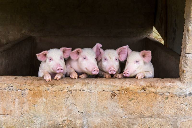 four young pigs in a pen