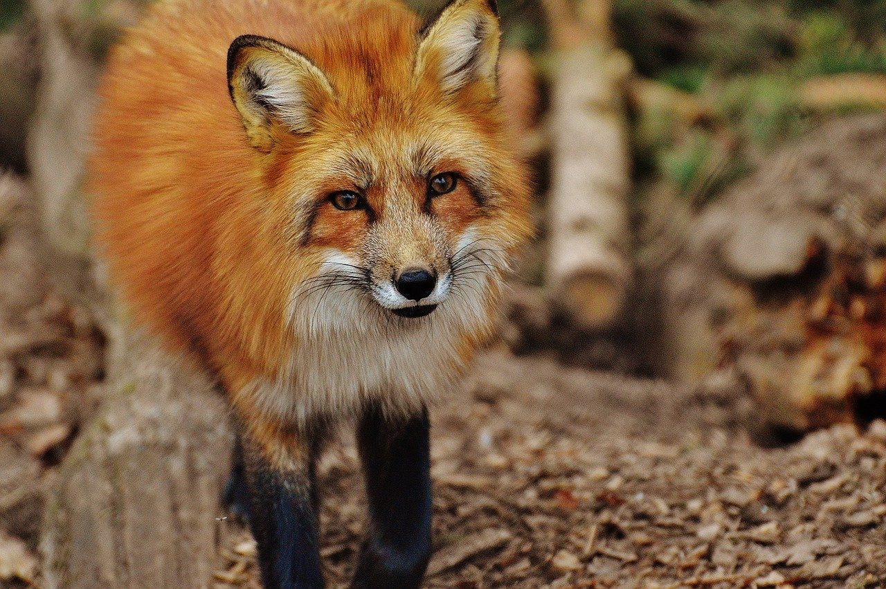 fox
