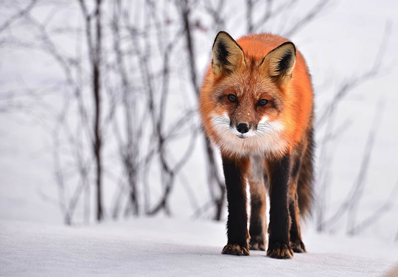 fox in snow