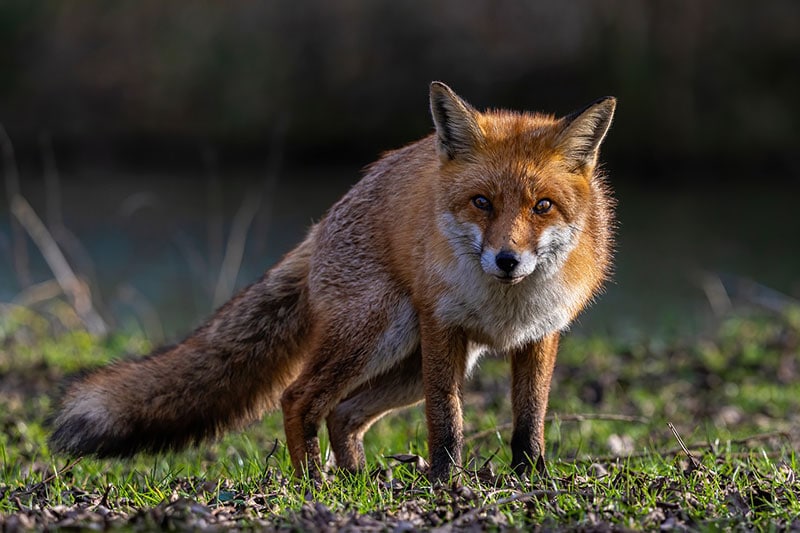 fox in the wild