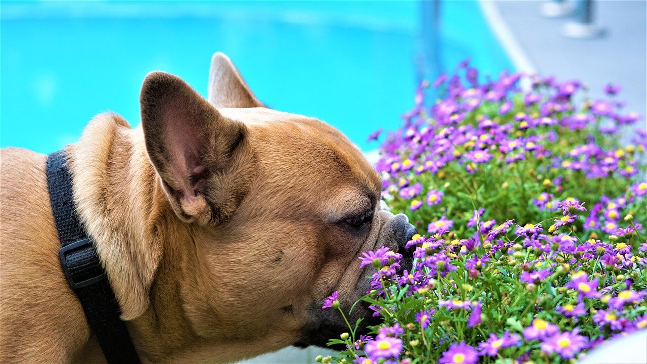 french-bulldog