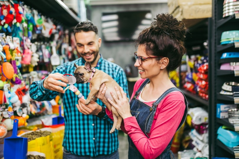 french bulldog puppy in pet shop