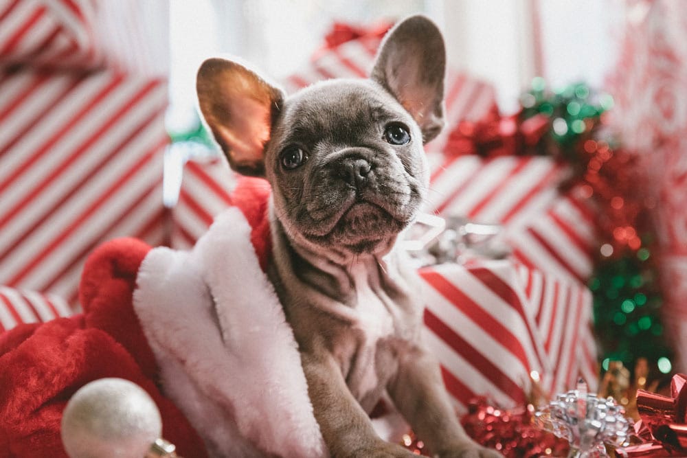 french bulldog puppy in santa hat