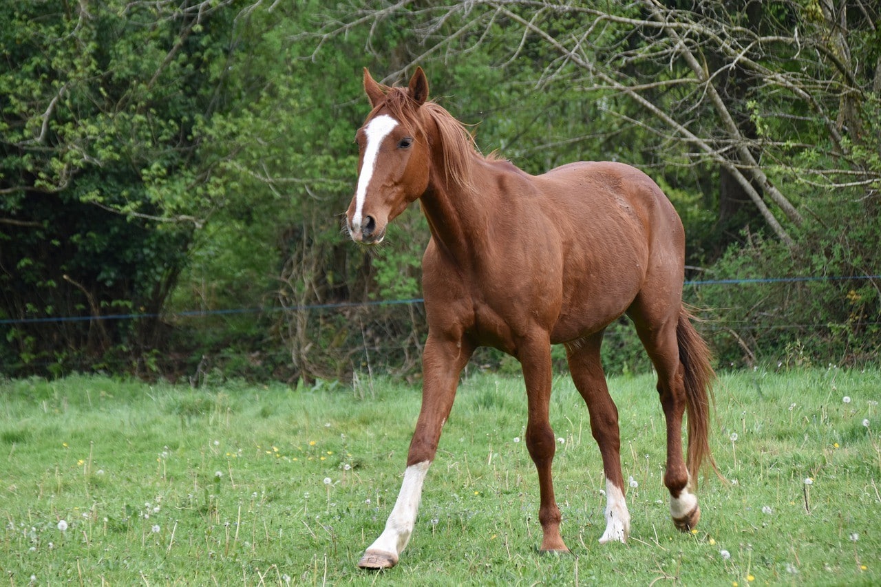 french trotter horse