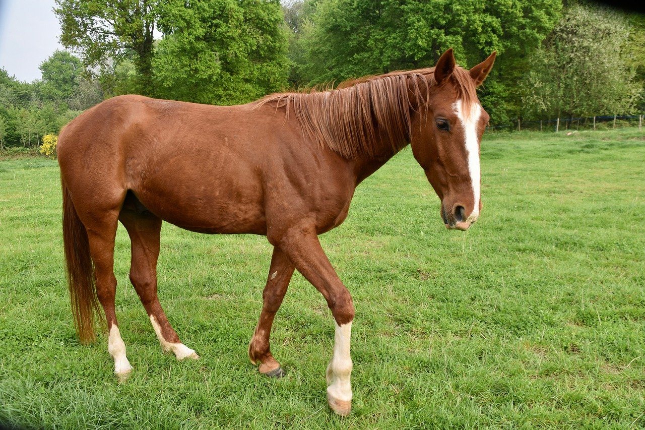 french trotter