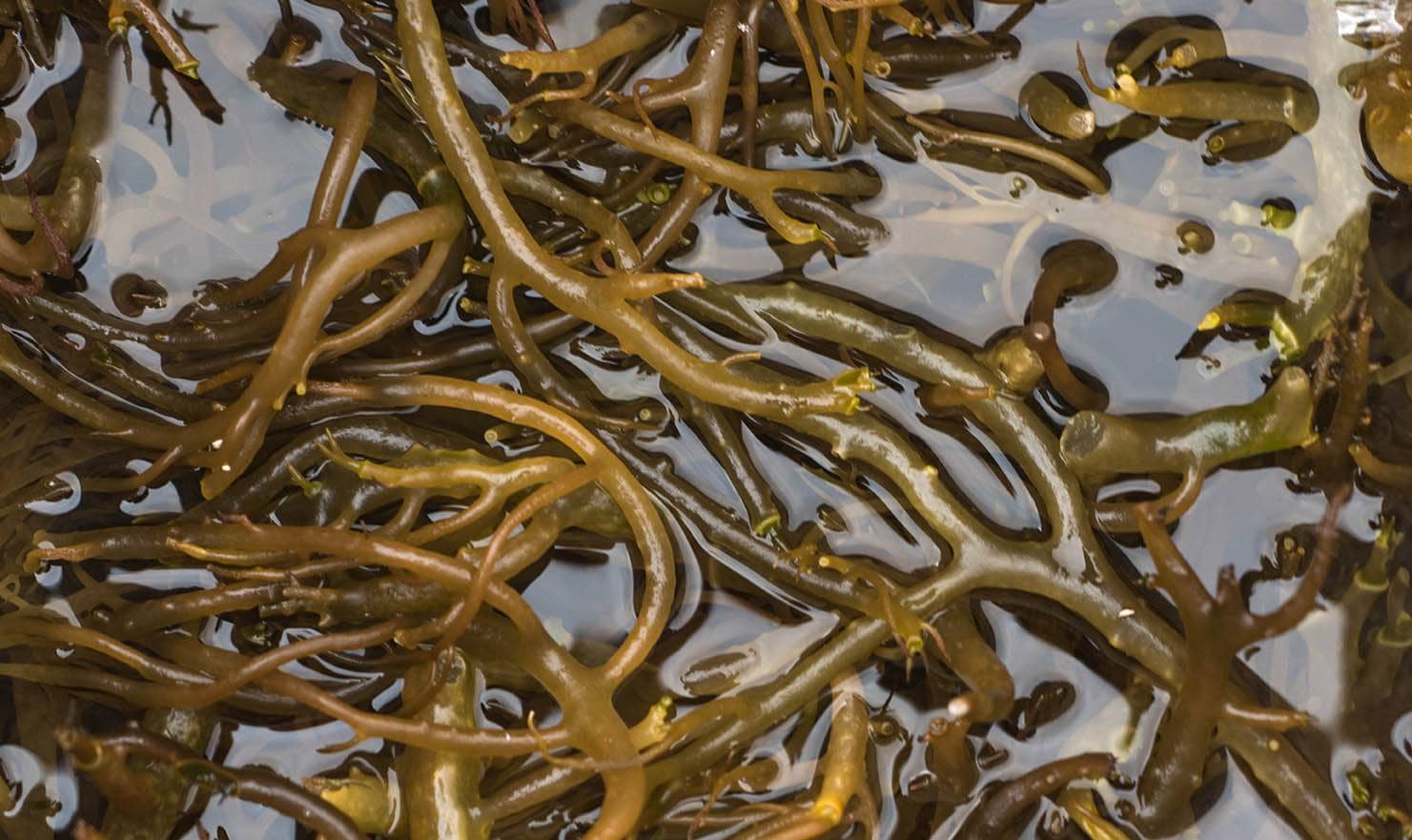 Fresh Carrageenan