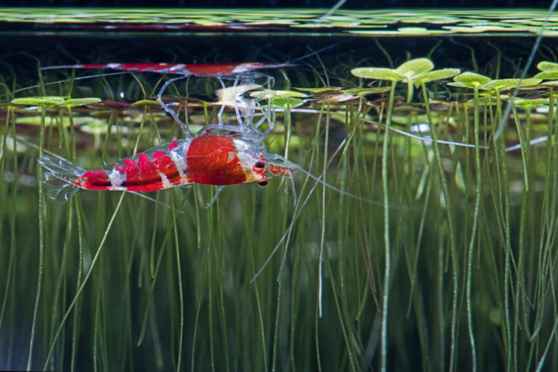 fresh water shrimp eating duckweed