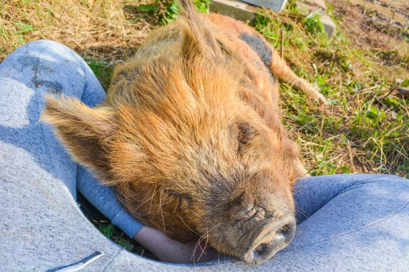 friendly pet potbellied micro pig laying on someones lap