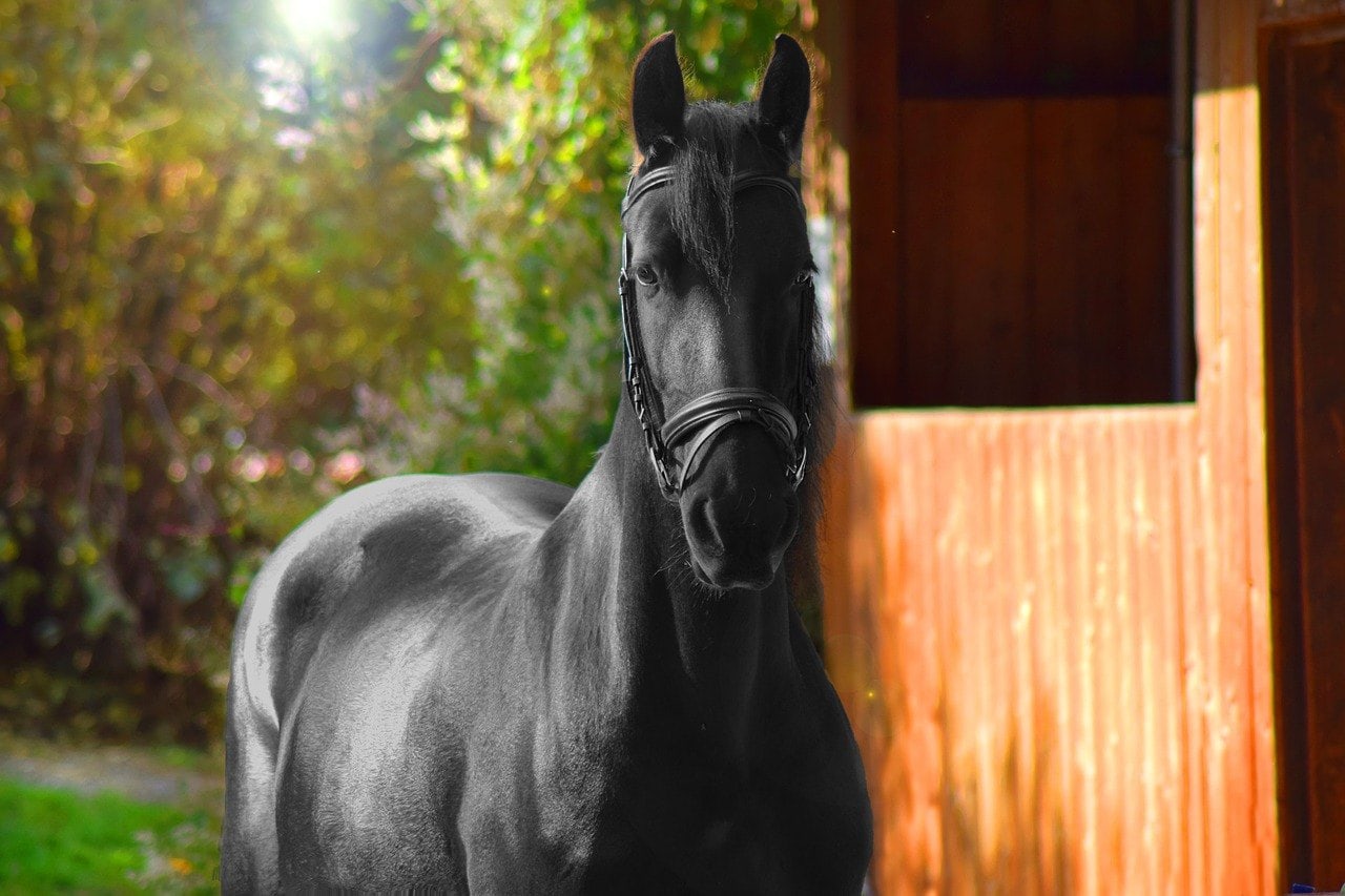 friese horse outside its shelter