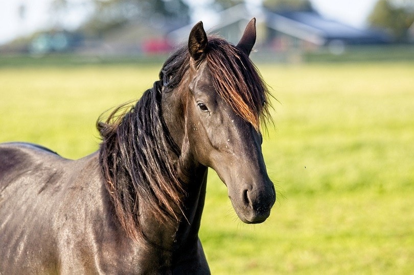 friesian horse-pixabay