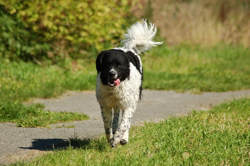 frisian water dog walking_Marjoleine Roosendaal_Pixabay