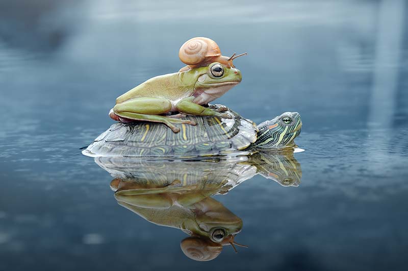 frog and snail at top of turtle