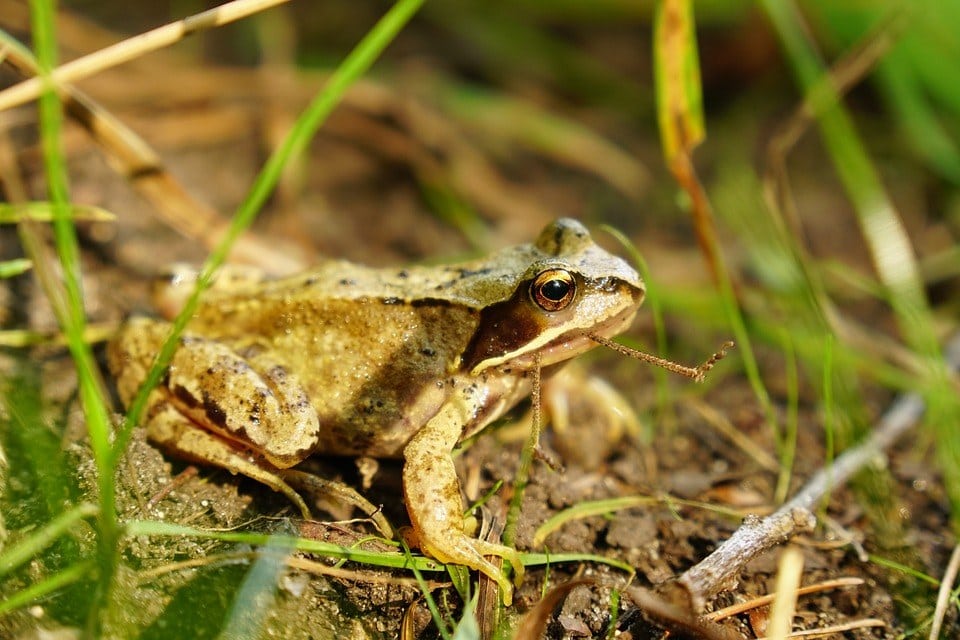 frog eating