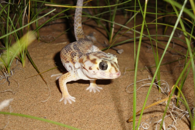 frog eyed gecko