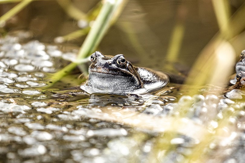 frog in a shallow pond