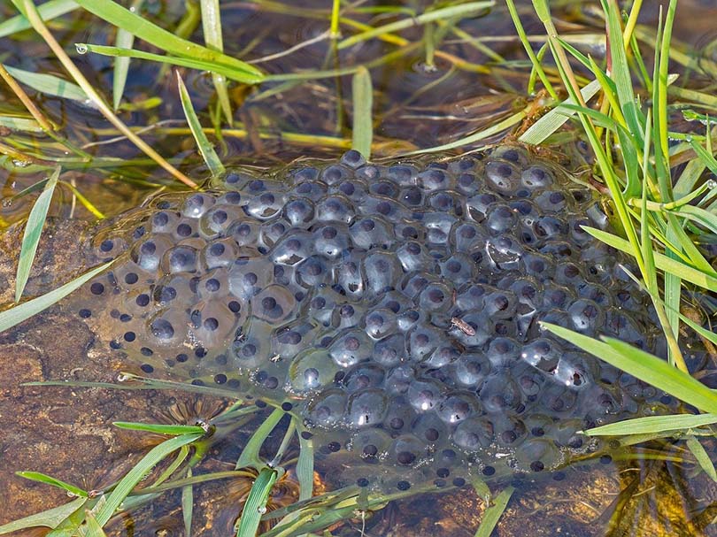 frog spawn