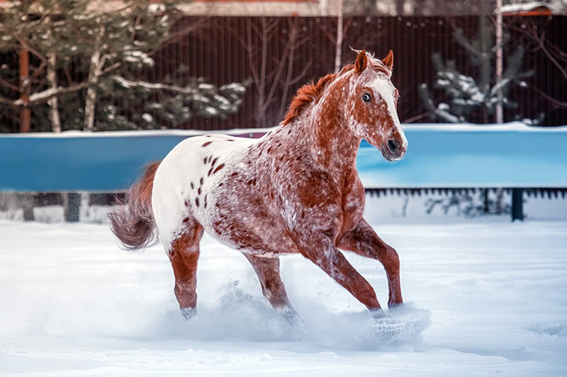 frost appaloosa horse galloping in the snow