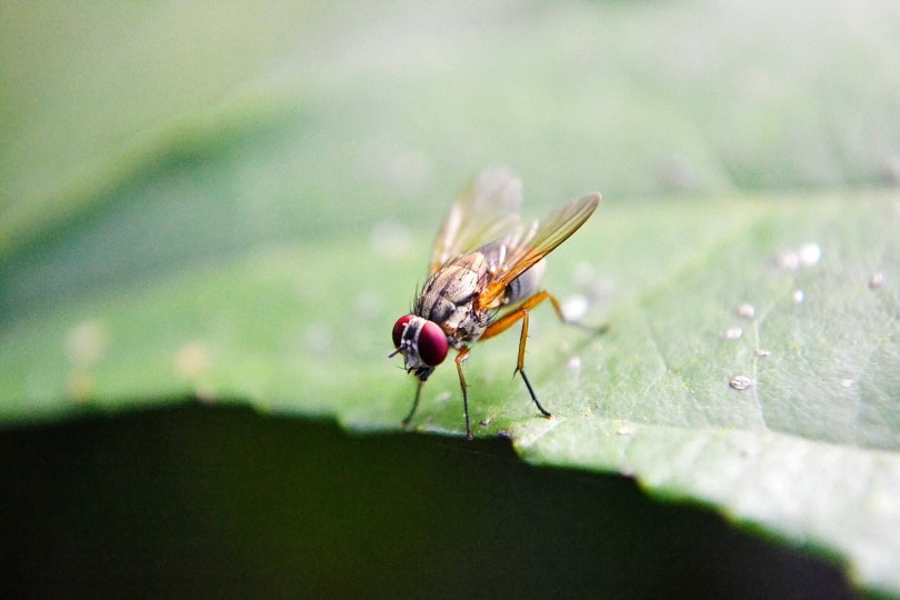 fruit fly_Mohamed Nuzrath_Pixabay
