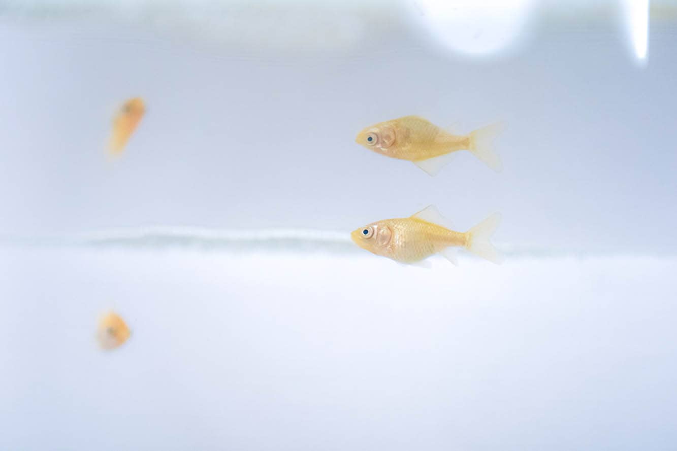 fry of goldfish