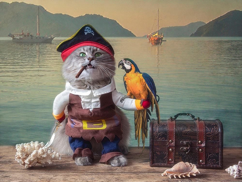 Funny cat wearing pirate costume