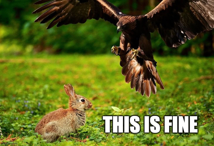optimist rabbit meme this is fine