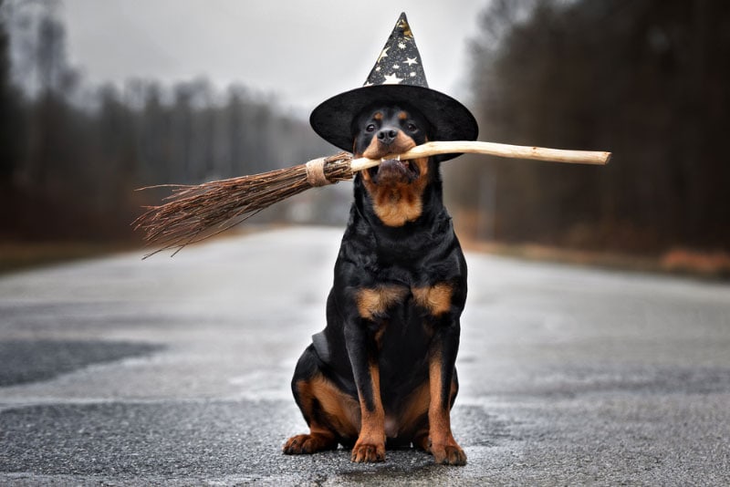 funny rottweiler dog in a wizard hat holding a broomstick