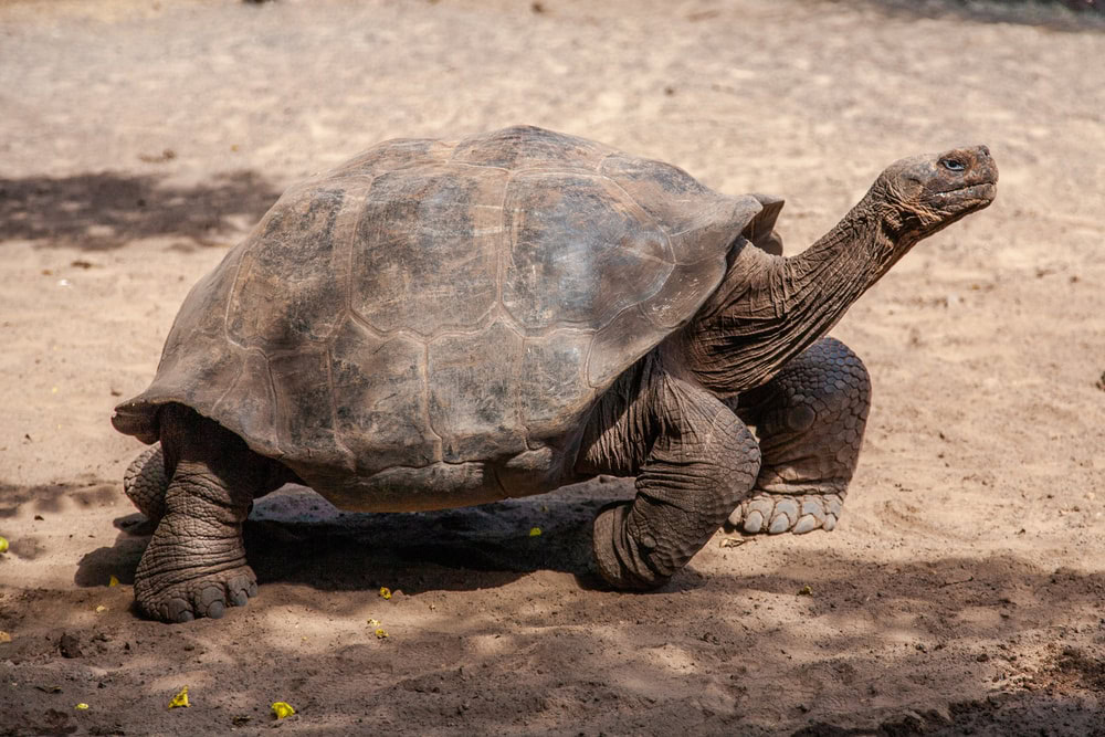 Giant Galapagos tortoise walking on the sand