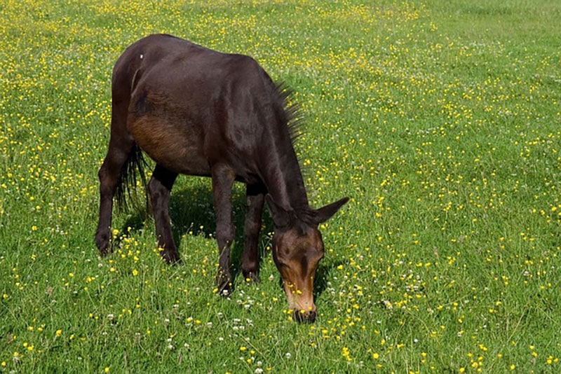 galloway pony grazing the grass