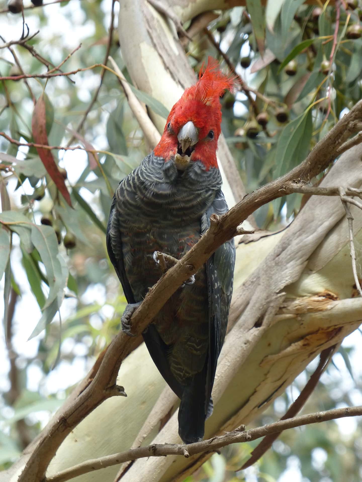 gang-gang-cockatoo