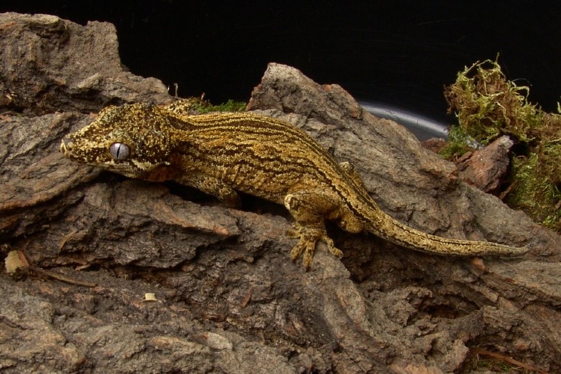 gargoyle gecko