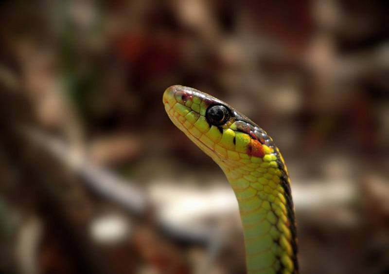 gartersnake