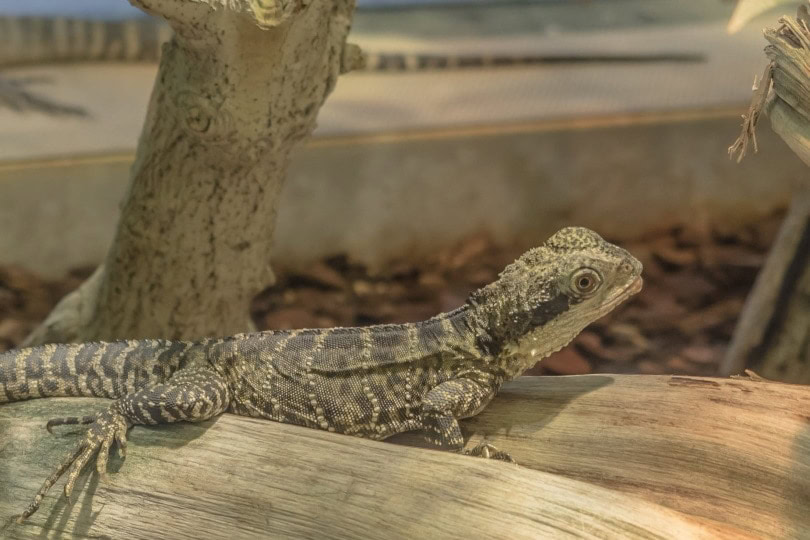 gecko Fet. image_Piqsels
